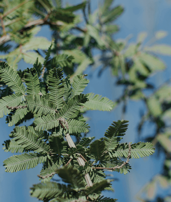 Palm-Based Control with Tencent Cloud